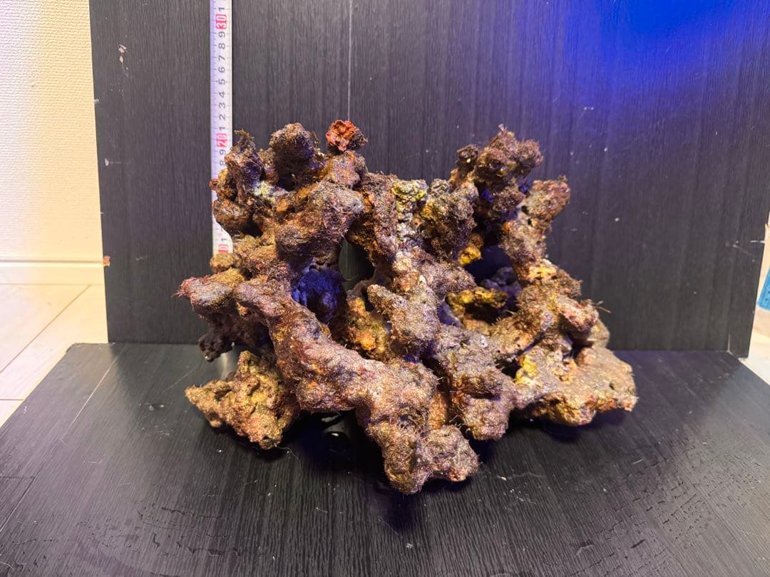 特大 天然ライブロック 1個