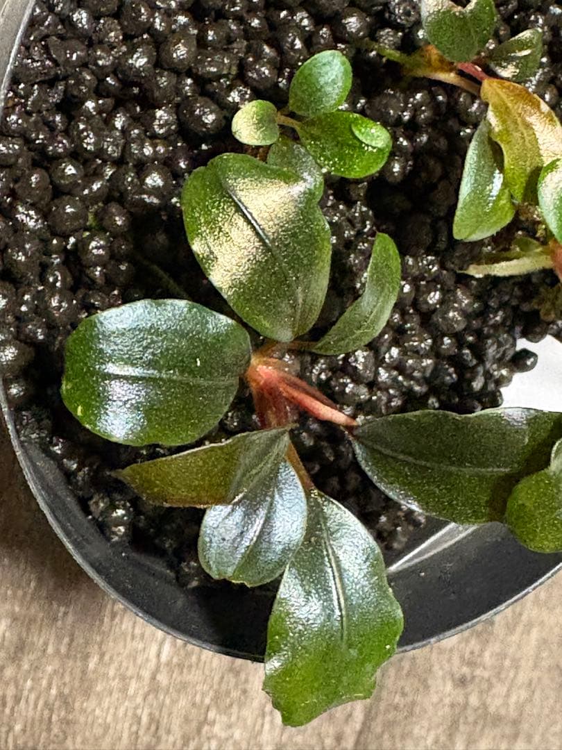 専用　Bucephalandra sp. Black herrykafa
