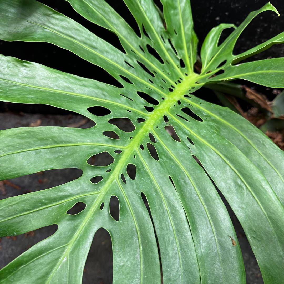 よ*君様 モンステラデリシオーサマクロコズム超希少系統鉢植え106㎝レア