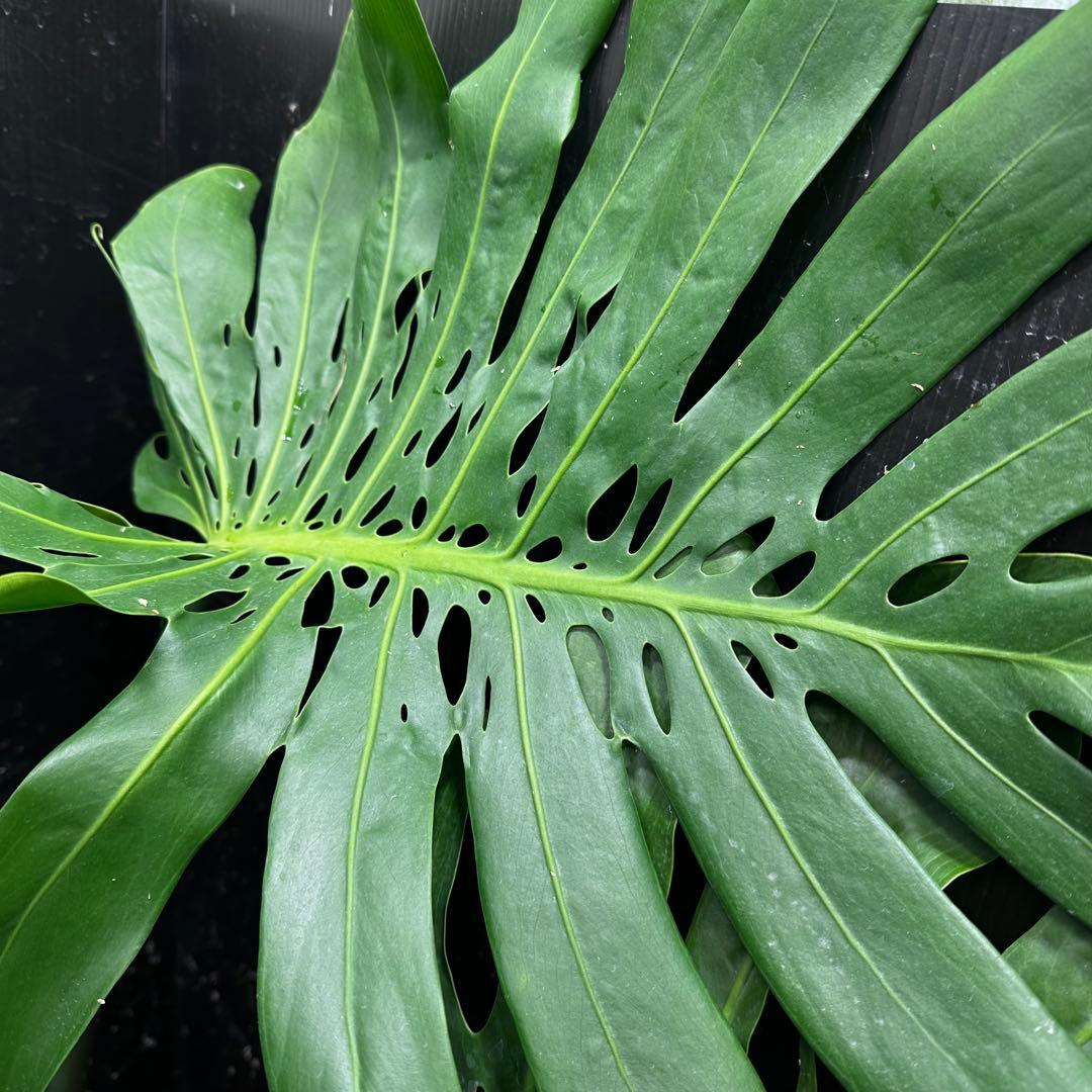 よ*君様 モンステラデリシオーサマクロコズム超希少系統鉢植え106㎝レア