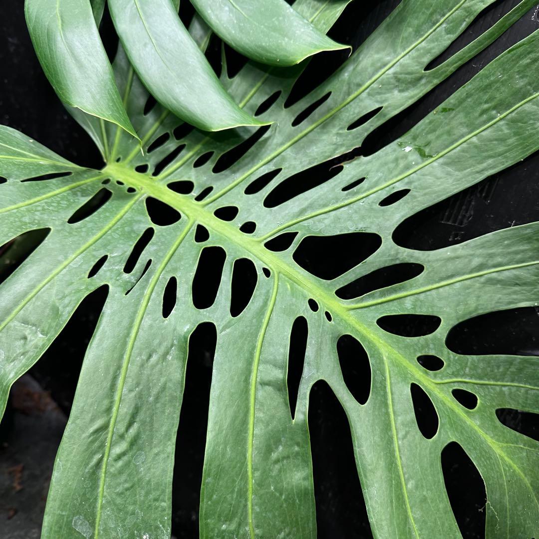 よ*君様 モンステラデリシオーサマクロコズム超希少系統鉢植え106㎝レア