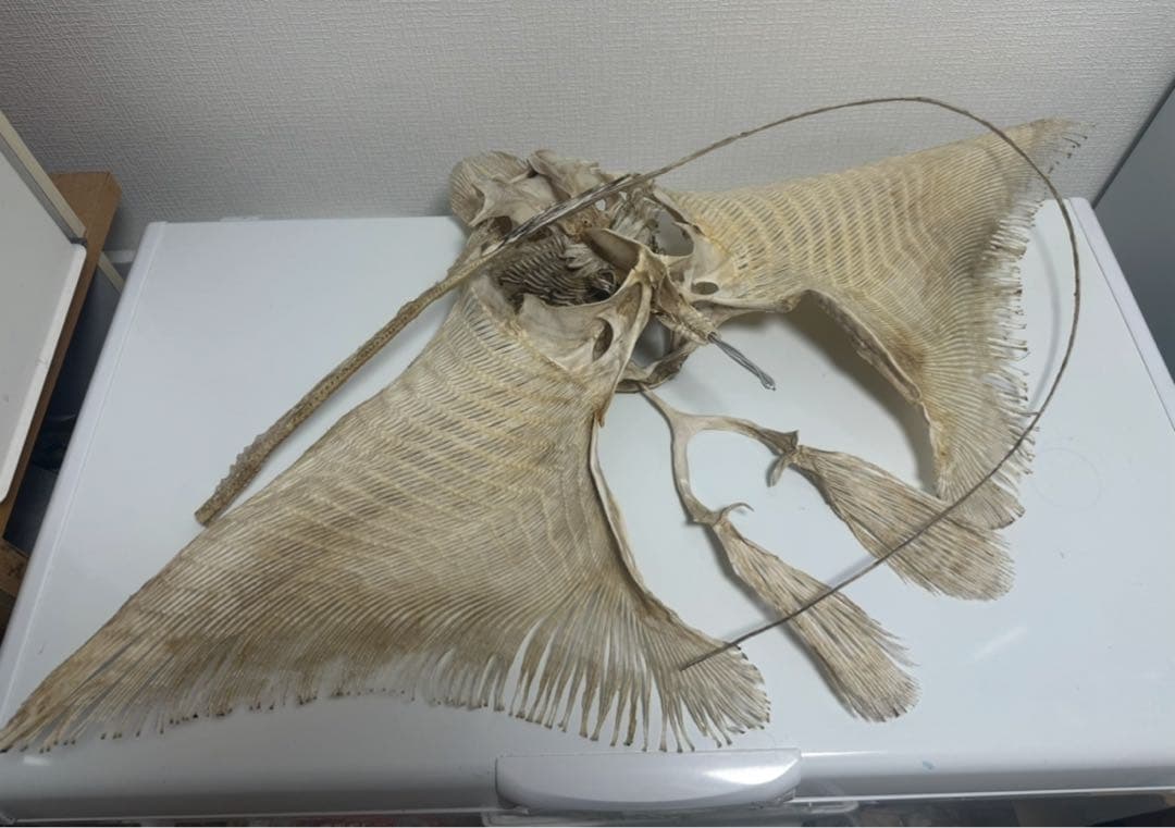 ナルトビエイ 全身骨格