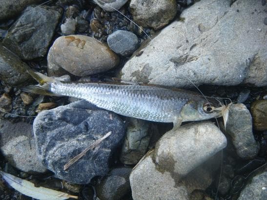 バンブーフライロッド（白竹):6ft11inc#2／3ピース