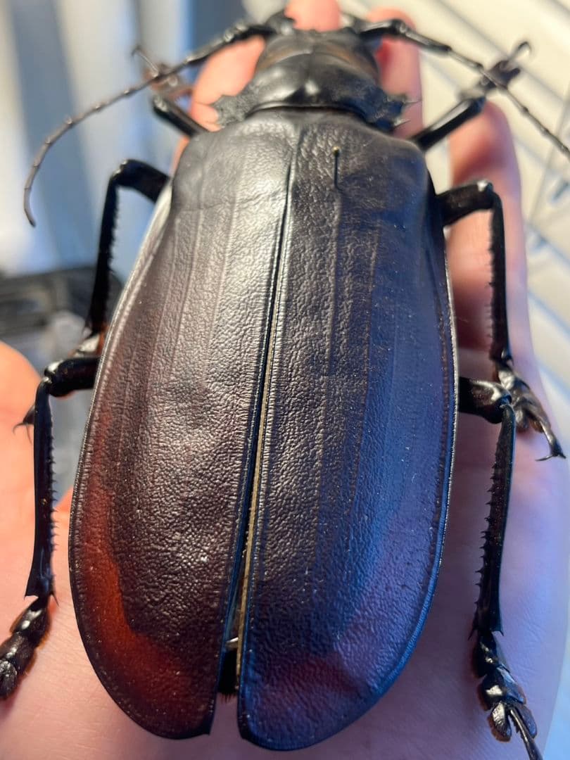 【150mm】タイタンオオウスバカミキリ カブトムシクワガタハナムグリ昆虫標本