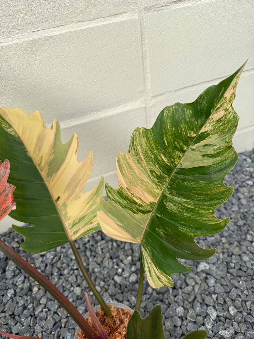 幸*様 フィロデンドロン　キャラメル　マーブル(大株)