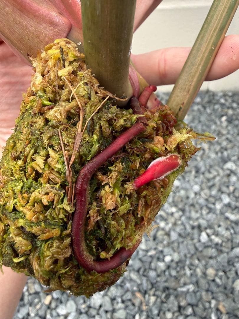 幸*様 フィロデンドロン　キャラメル　マーブル(大株)