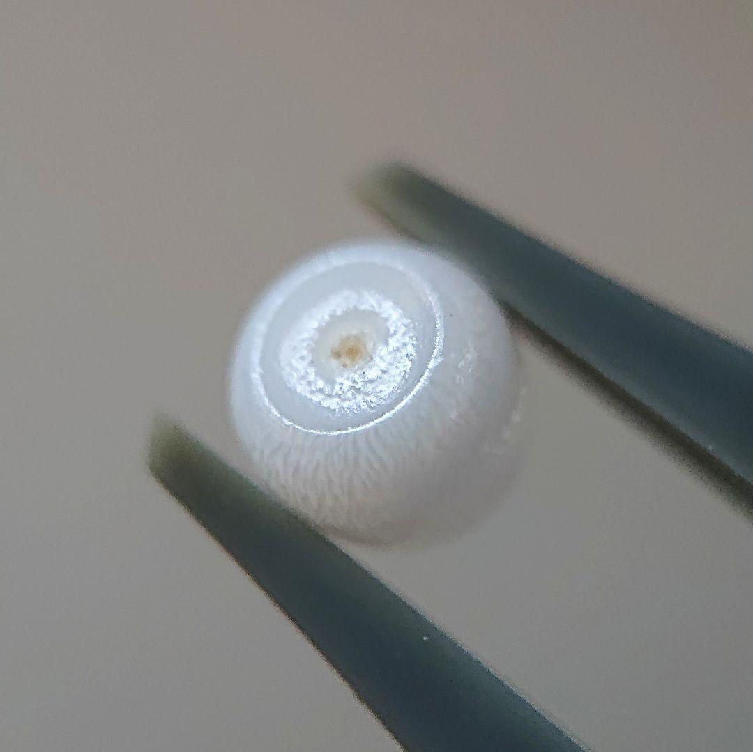 天然クラムパール／トリダクナパール（約1.9ct）