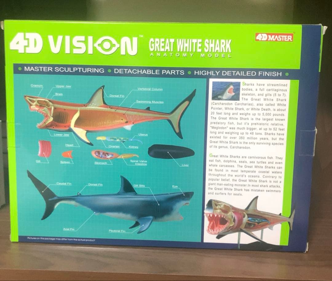 4Dビジョン ホホジロザメ 解剖モデル Great White Shark