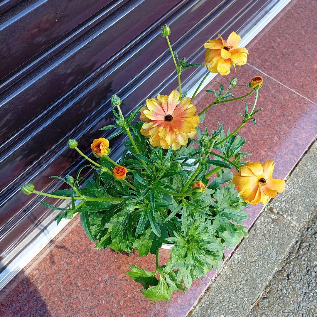 希少品種ラナンキュラスラックス ポスポロス 鉢花5号　50ｃｍ　現物発送