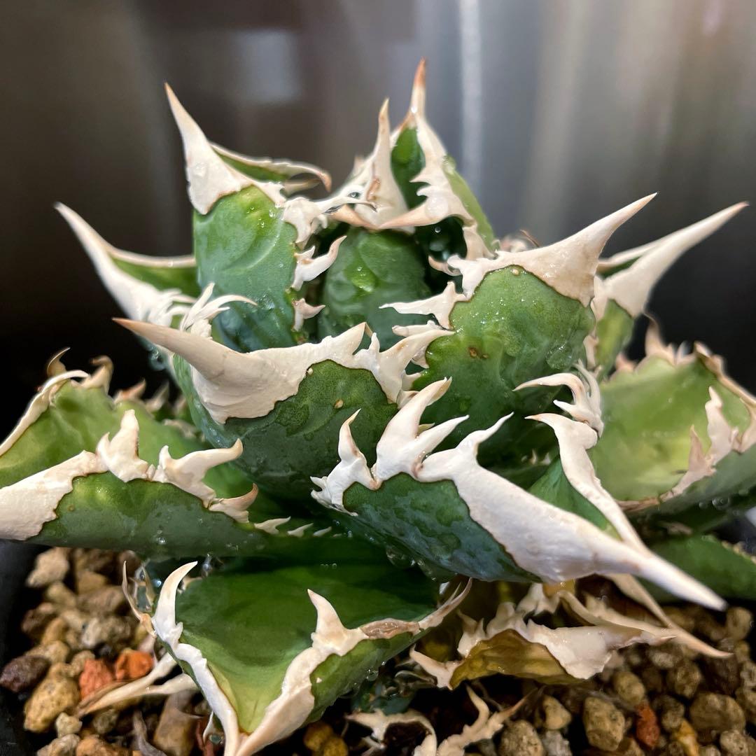 アガベ 特選 大白鯊 親株 子株大量セット ホホジロザメ　白豪刺　チタノタ