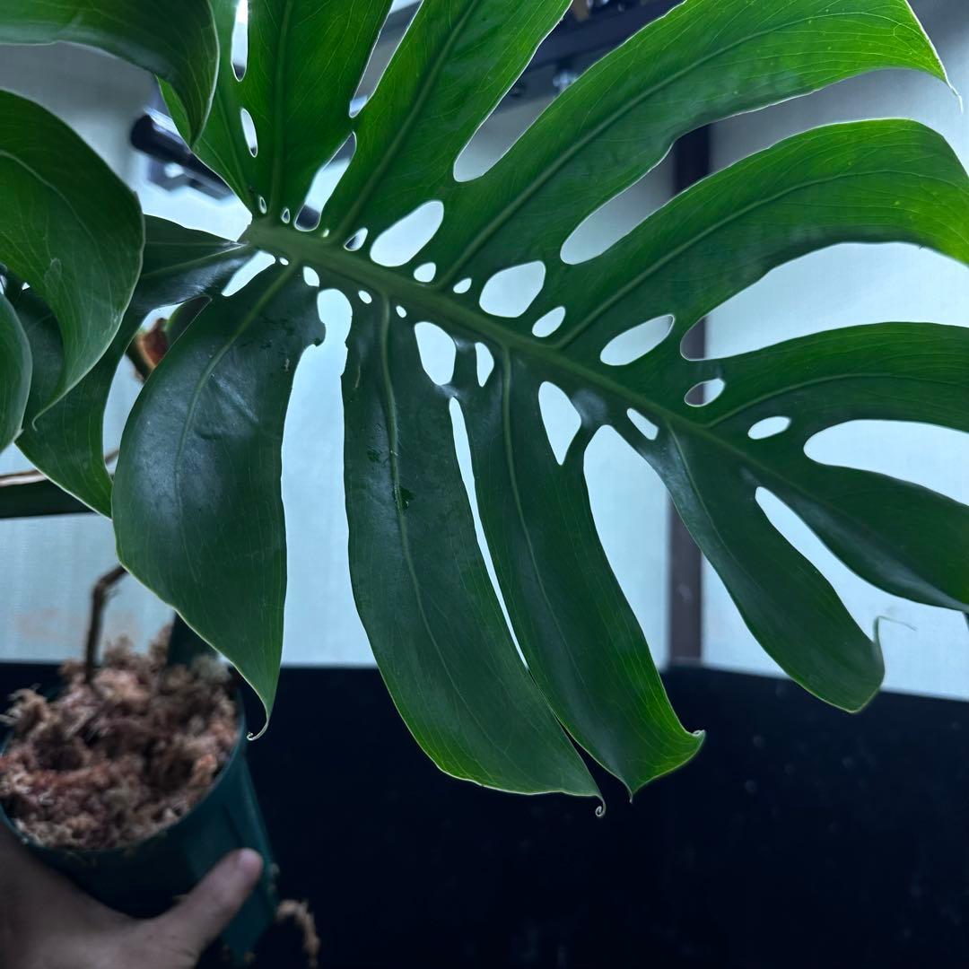 T*K様 モンステラデリシオーサマクロコズム超希少系統鉢植え56㎝