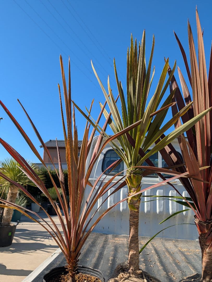 【リピ割Grand Grenier様】コルジリネ 4種セット188