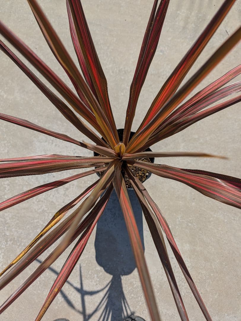 【リピ割Grand Grenier様】コルジリネ 4種セット188