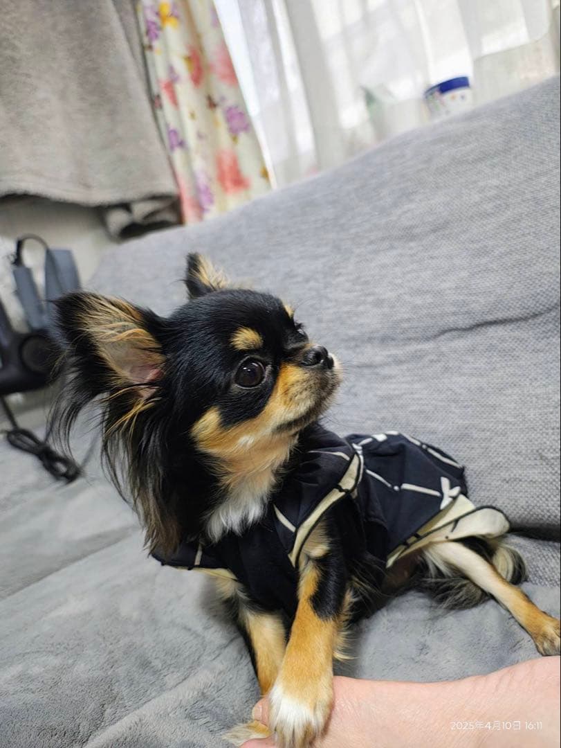 購入不可　確認用です