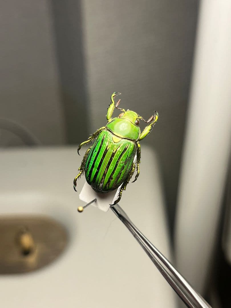 【白金鶯黄金】キンセスジウグイスコガネ グロリオーサウグイスコガネ 標本