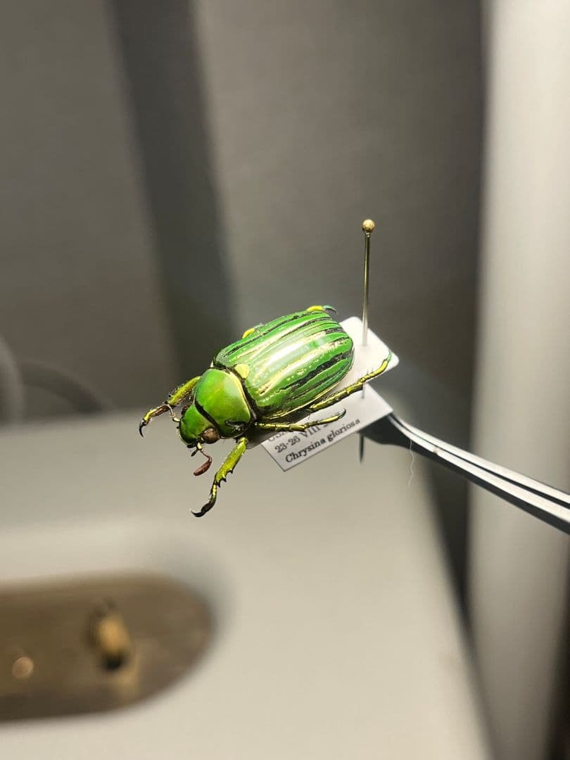 【白金鶯黄金】キンセスジウグイスコガネ グロリオーサウグイスコガネ 標本