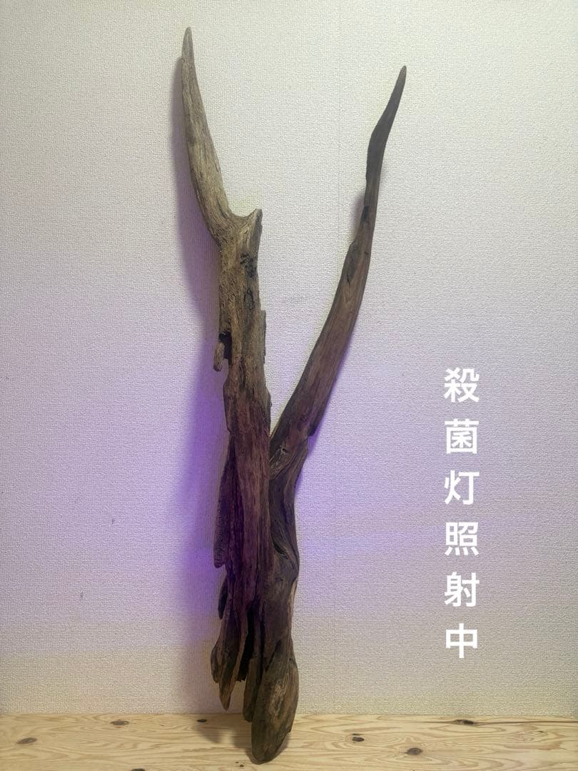Ｇ37 灰汁抜き済み流木　爬虫類シェルター　観葉植物　インテリア