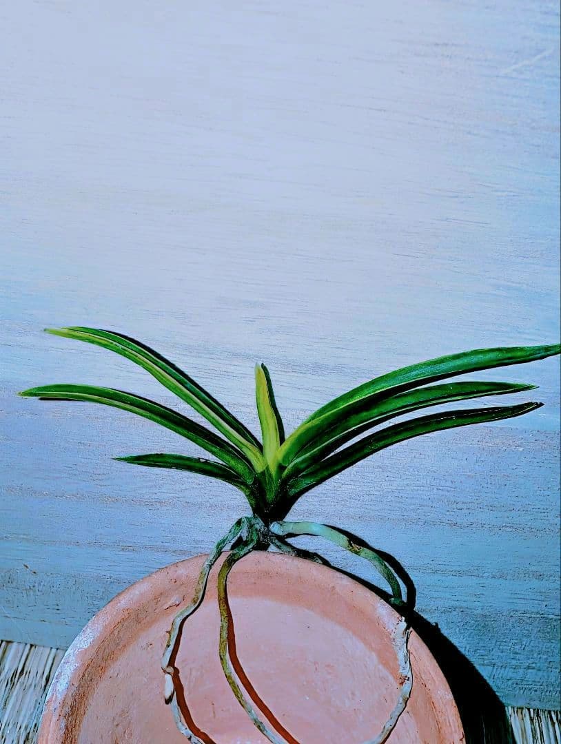 富貴蘭　亀谷金牡丹縞