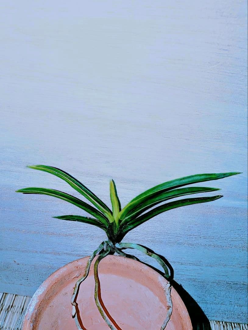 富貴蘭　亀谷金牡丹縞