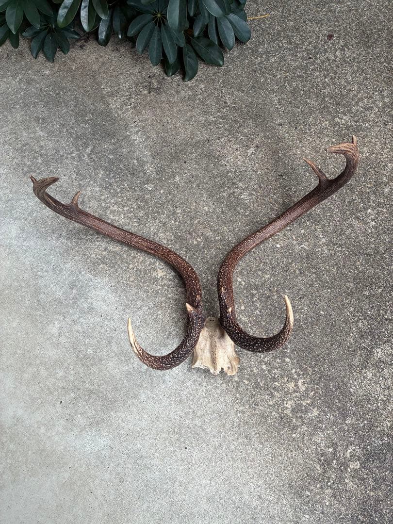 【超希少】エゾシカ　鹿の角　奇形　シンメトリー