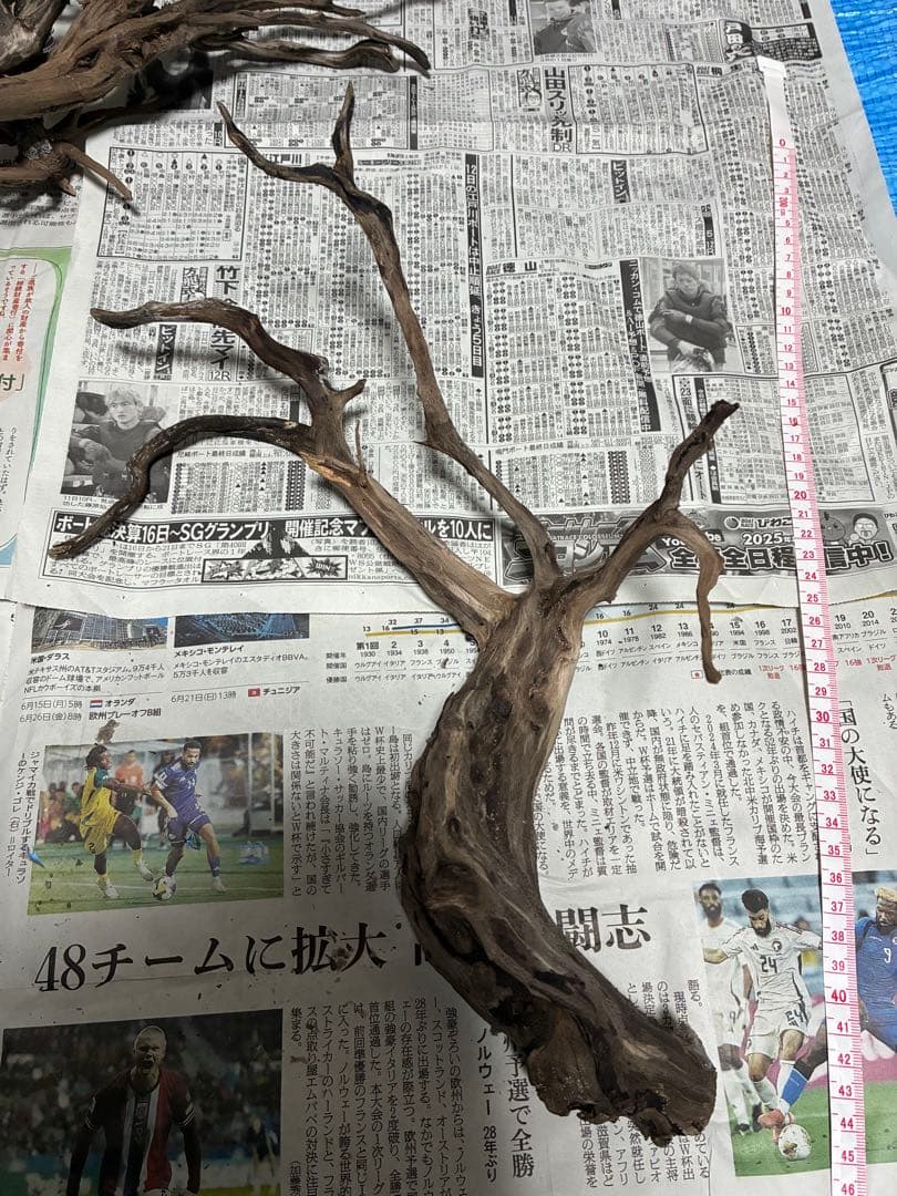 【沈下処理済み】ブラックスマトラブランチウッド