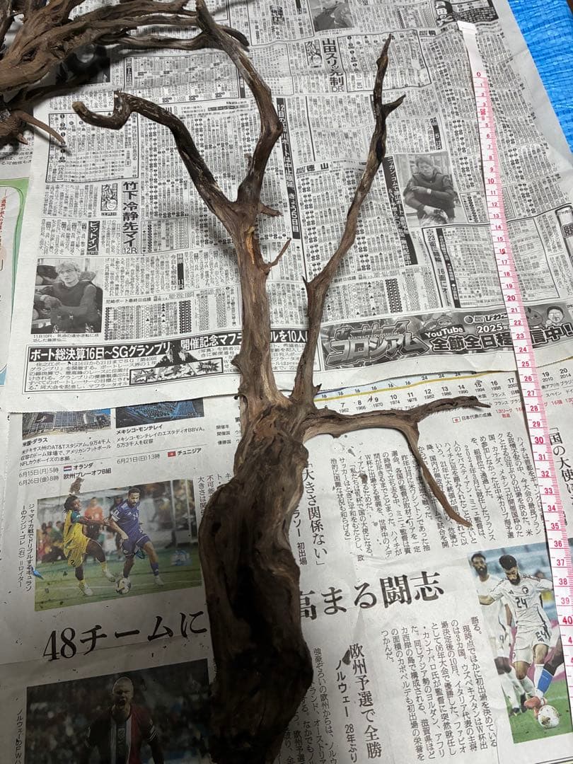 【沈下処理済み】ブラックスマトラブランチウッド