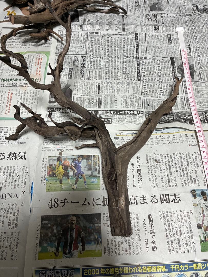 【沈下処理済み】ブラックスマトラブランチウッド