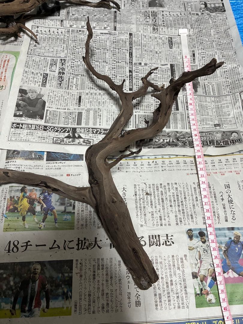 【沈下処理済み】ブラックスマトラブランチウッド