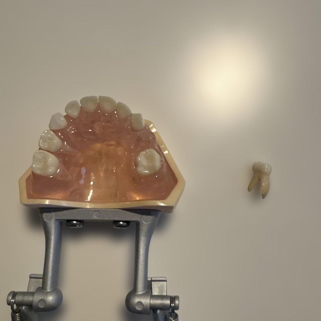 歯科教育用模型 小児用