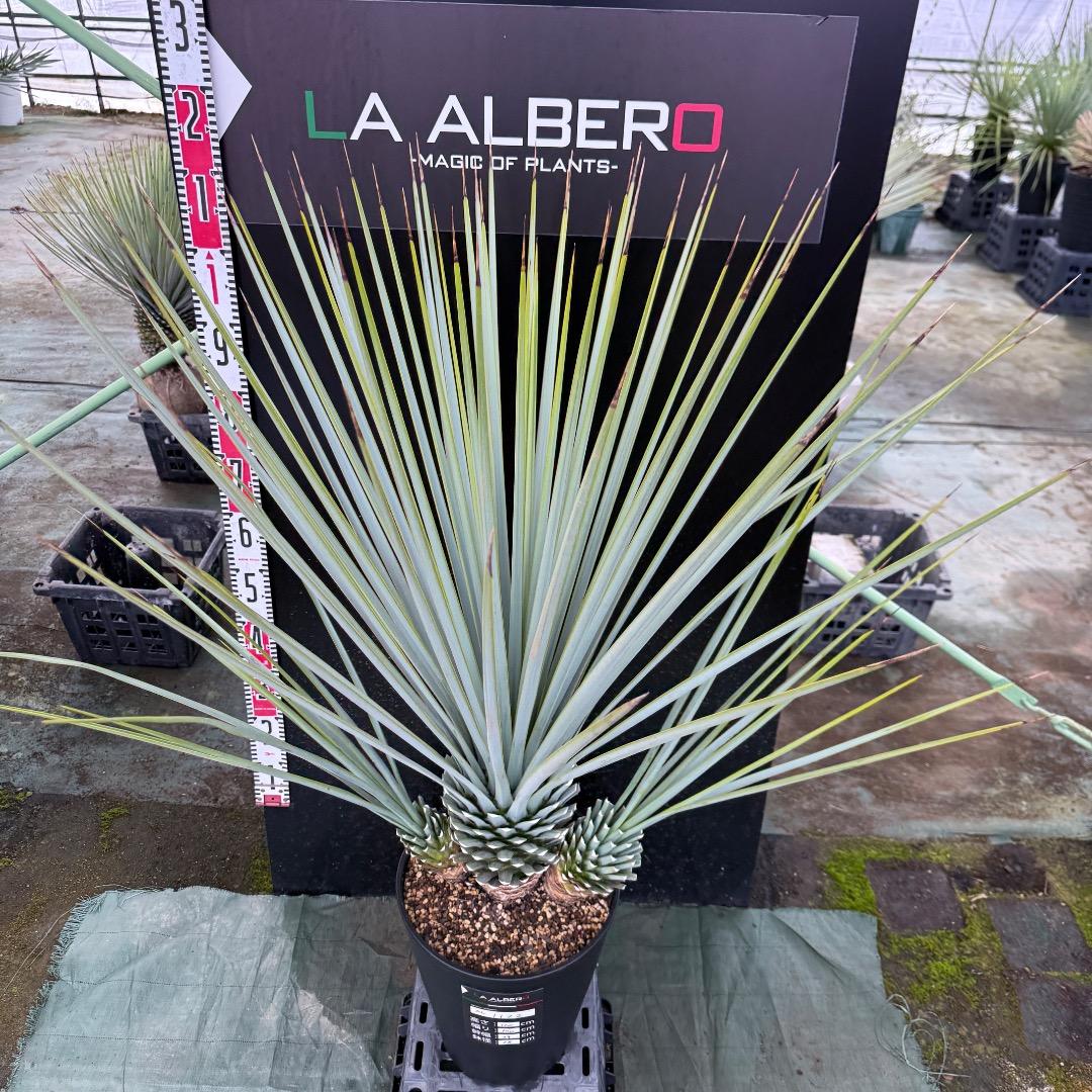 H*U様 【AL1122】ユッカ　リギダ　超希少トリプルヘッド