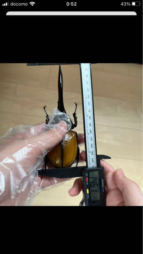 ヘラクレスエクアトリアヌス　ペア　標本