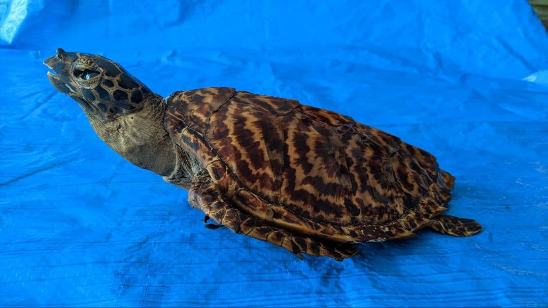 ①うみがめ科〚タイマイ〛はく製　 　壁掛けフックつき