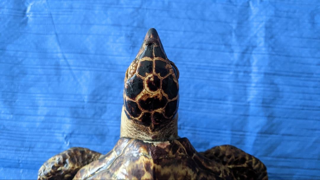 ①うみがめ科〚タイマイ〛はく製　 　壁掛けフックつき