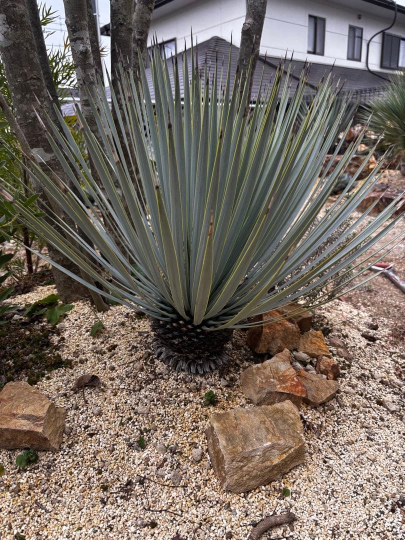 いぬ　ユッカ　マルデヌベス　ロストラータバージョン　タグ付き