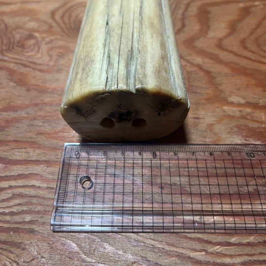 シロカワカジキ 角 特大 激レア！