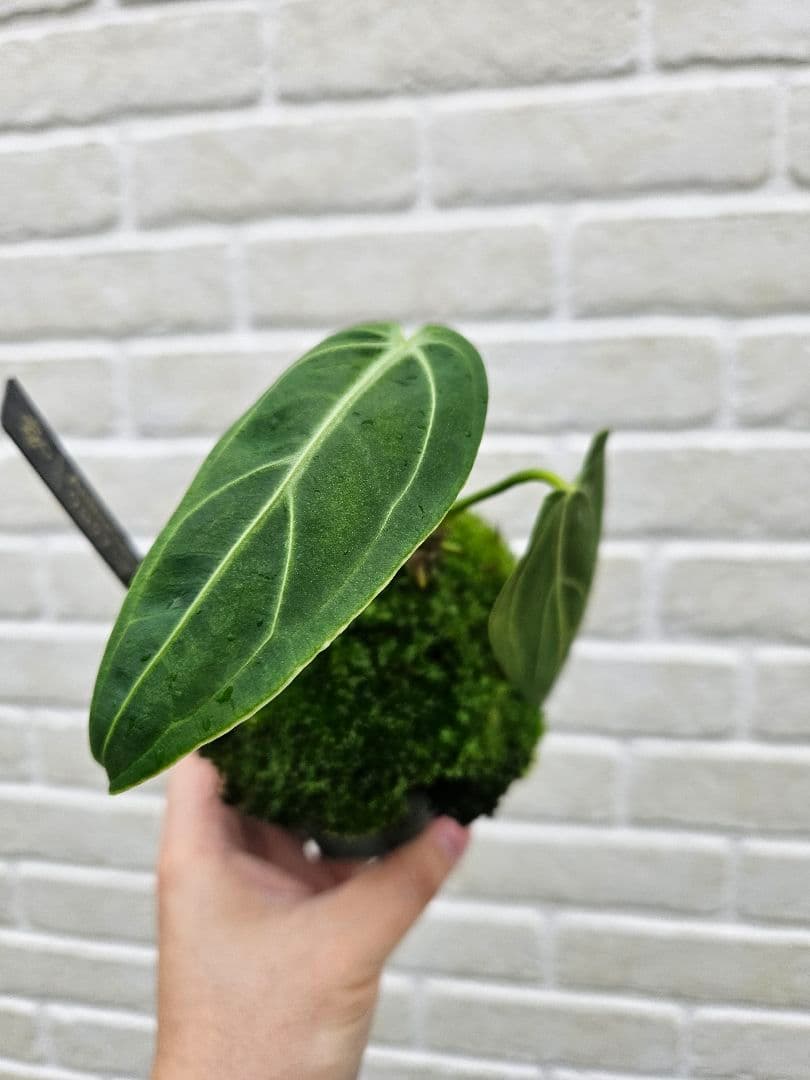 【超希少】アンスリウム ワロクアーナム × レガレ 花宇宙 ドリームガーデン