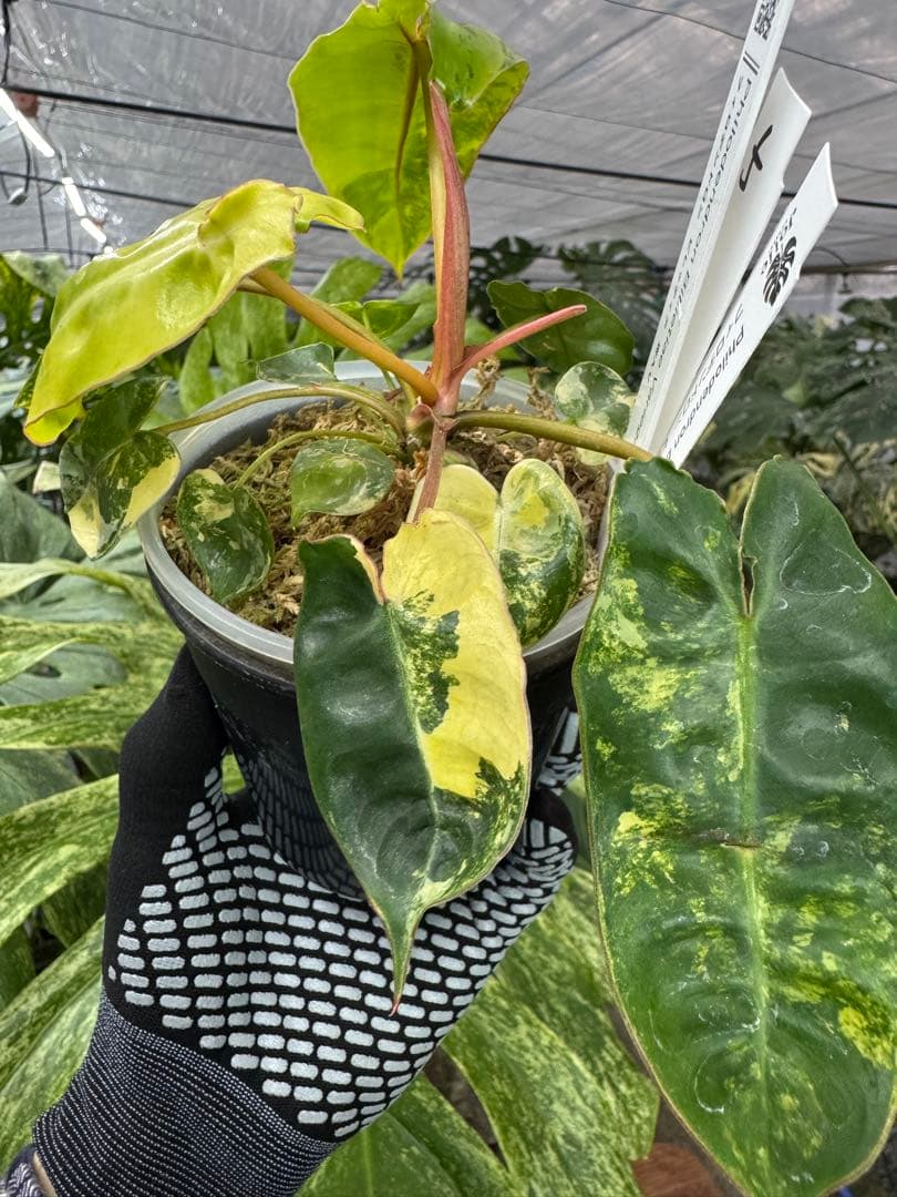 5フィロデンドロン　ビレッティア　斑入り