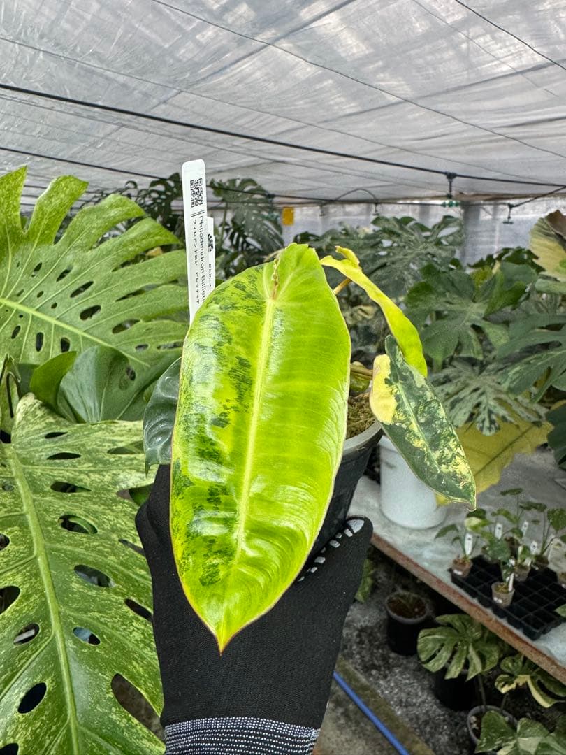 5フィロデンドロン　ビレッティア　斑入り