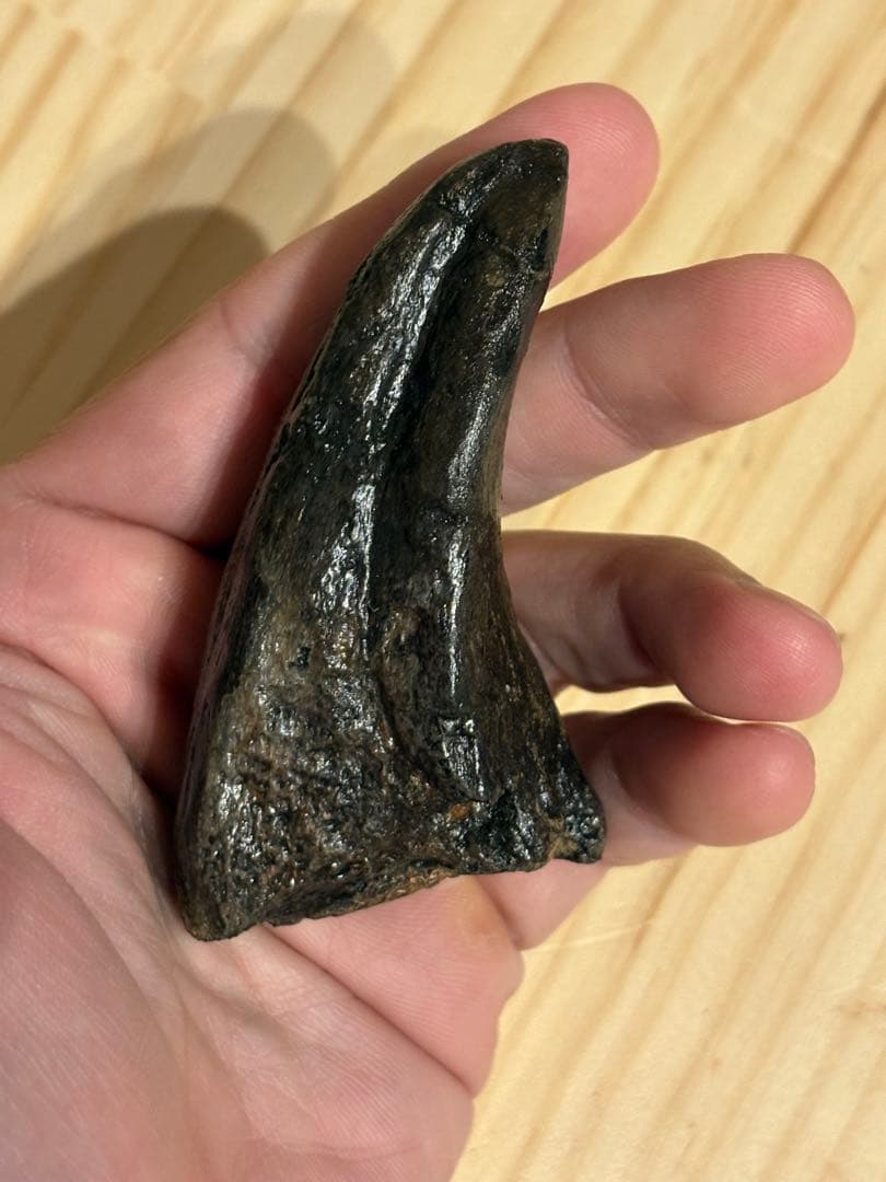 アフロベナトル　フットクロウ　化石　恐竜