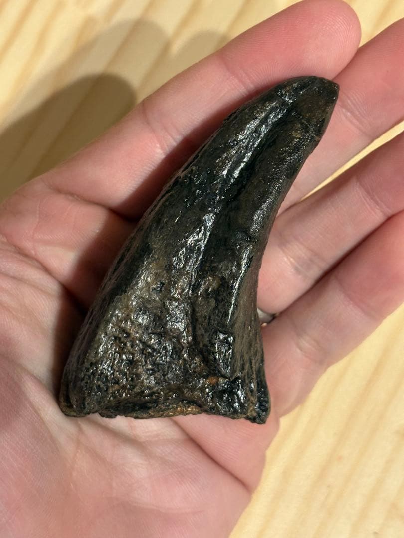 アフロベナトル　フットクロウ　化石　恐竜