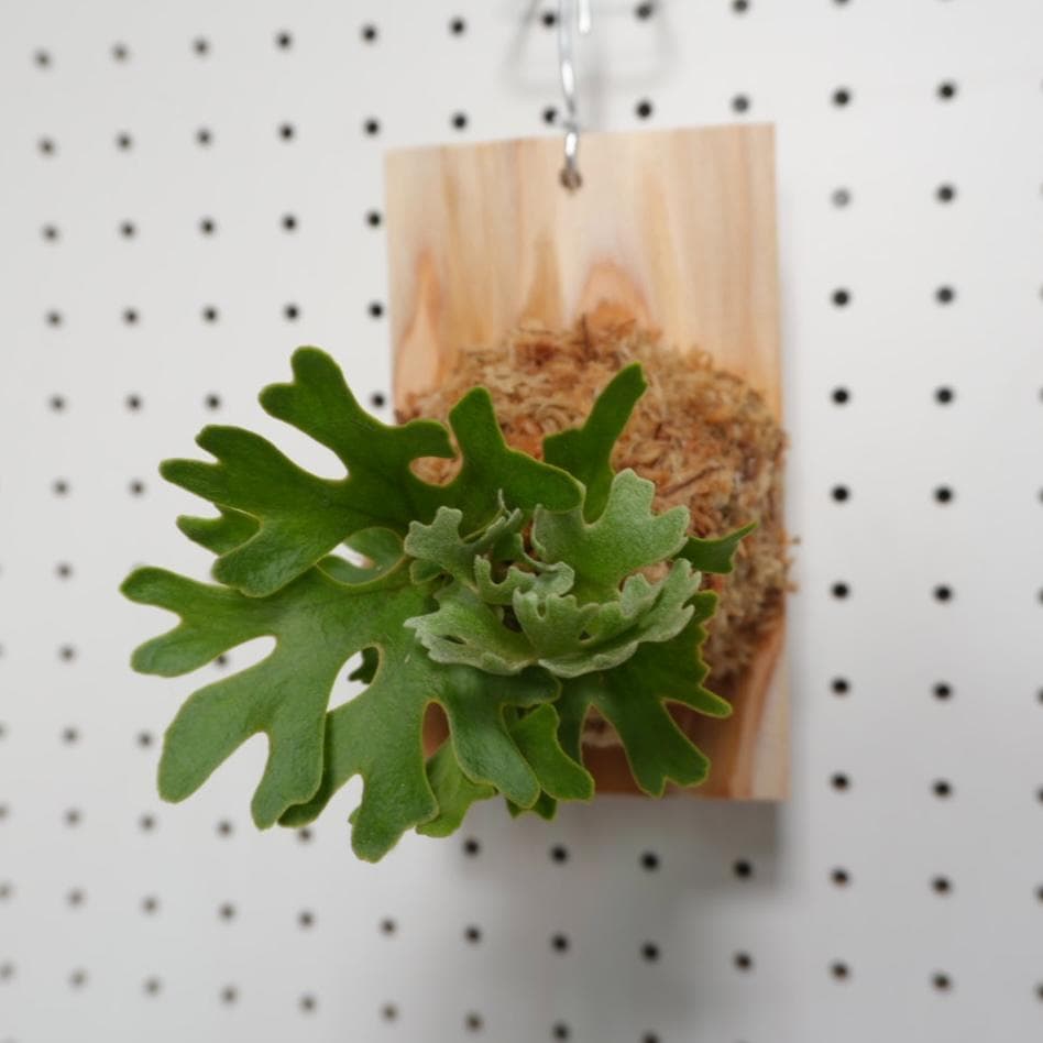 ビカクシダ リドレイ ドワーフ シルバー 板付　R-4