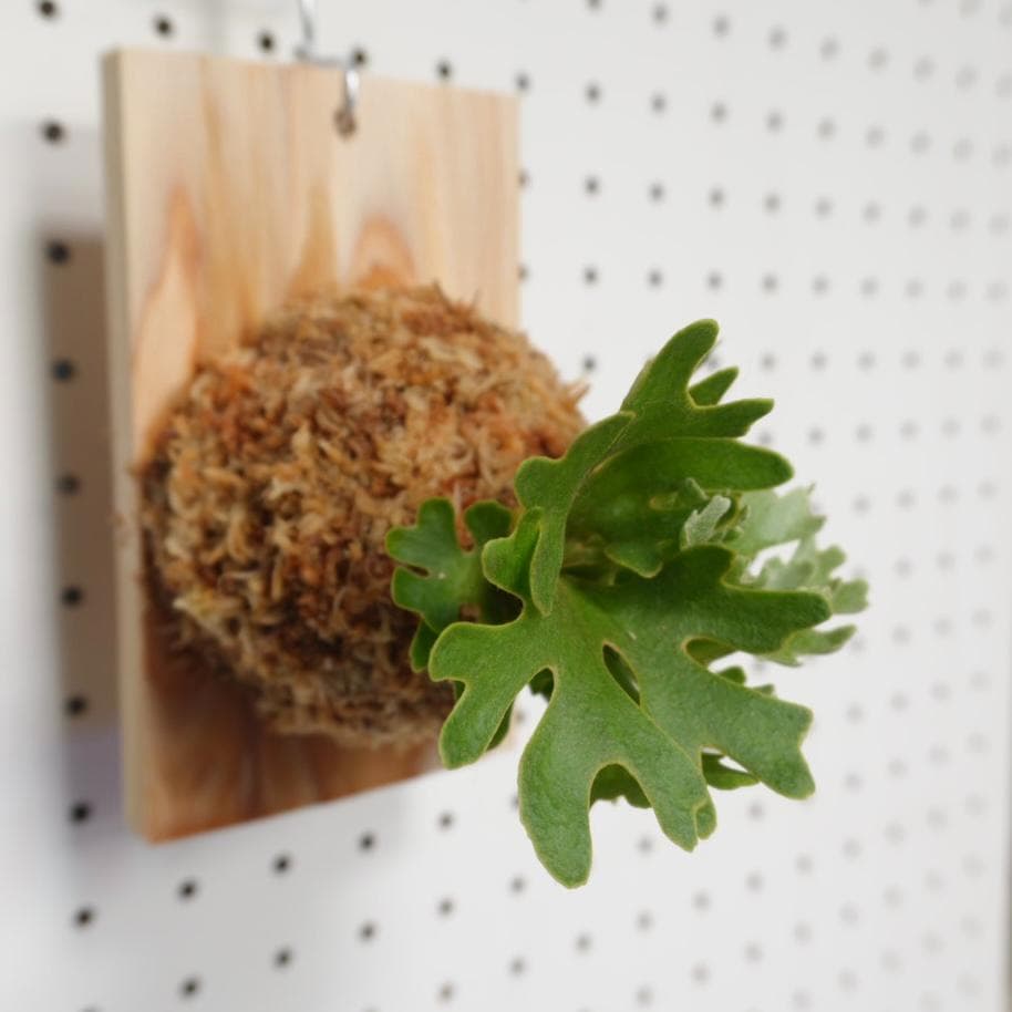 ビカクシダ リドレイ ドワーフ シルバー 板付　R-4