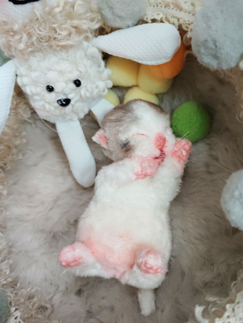 ママ募集❤生後１日子猫ちゃん♡バスケットとクマたん♡アートドール♡ぬいぐるみ♡