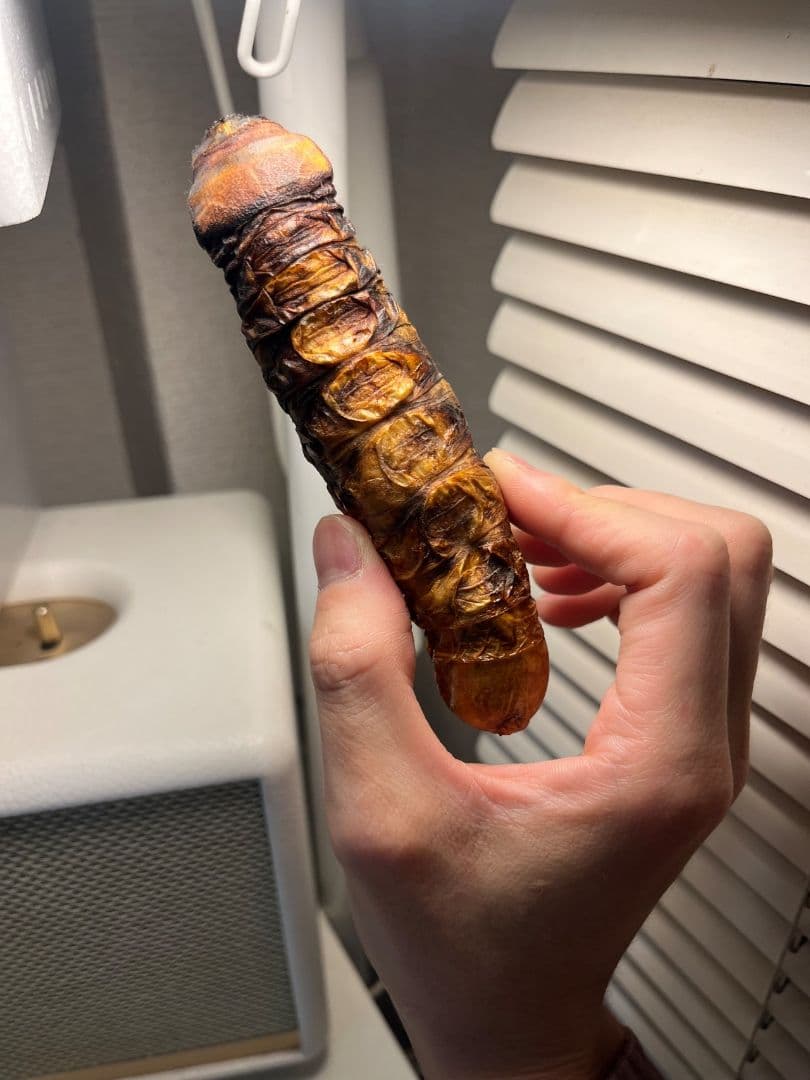 【極太珍々】スジバネトゲフチオオウスバカミキリムシの幼虫 特大