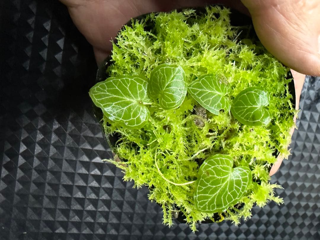 ア*ン様 ⭐︎ Corybas pictus 超小型コリバス・ピクタス