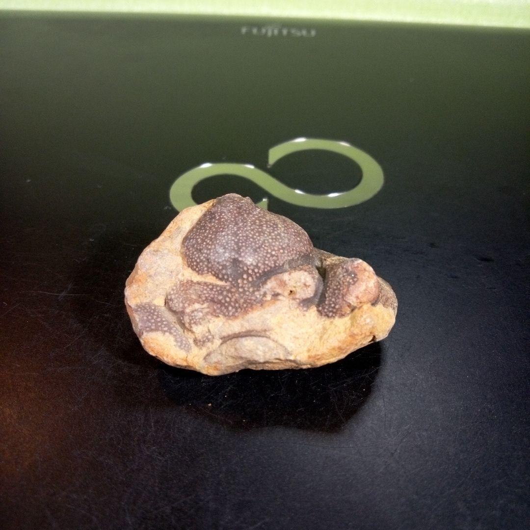 三葉虫　化石　fossil　ボリビア産　trilobite　ボリビア三葉虫郡⑧