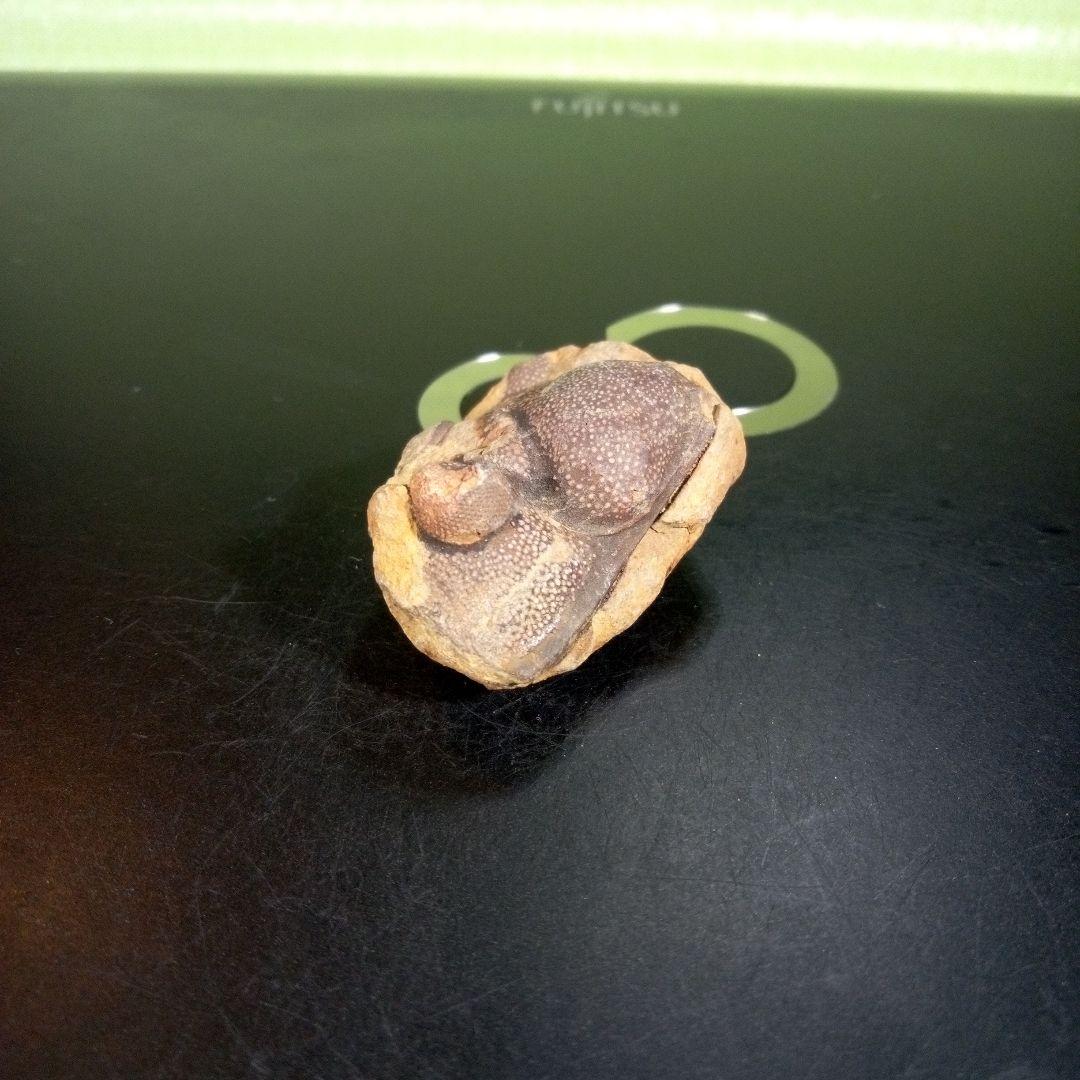 三葉虫　化石　fossil　ボリビア産　trilobite　ボリビア三葉虫郡⑧