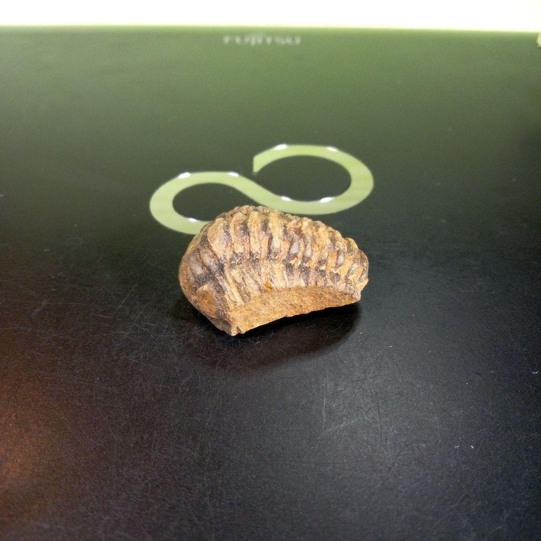 三葉虫　化石　fossil　海　ボリビア産　trilobite　海生動物種別③