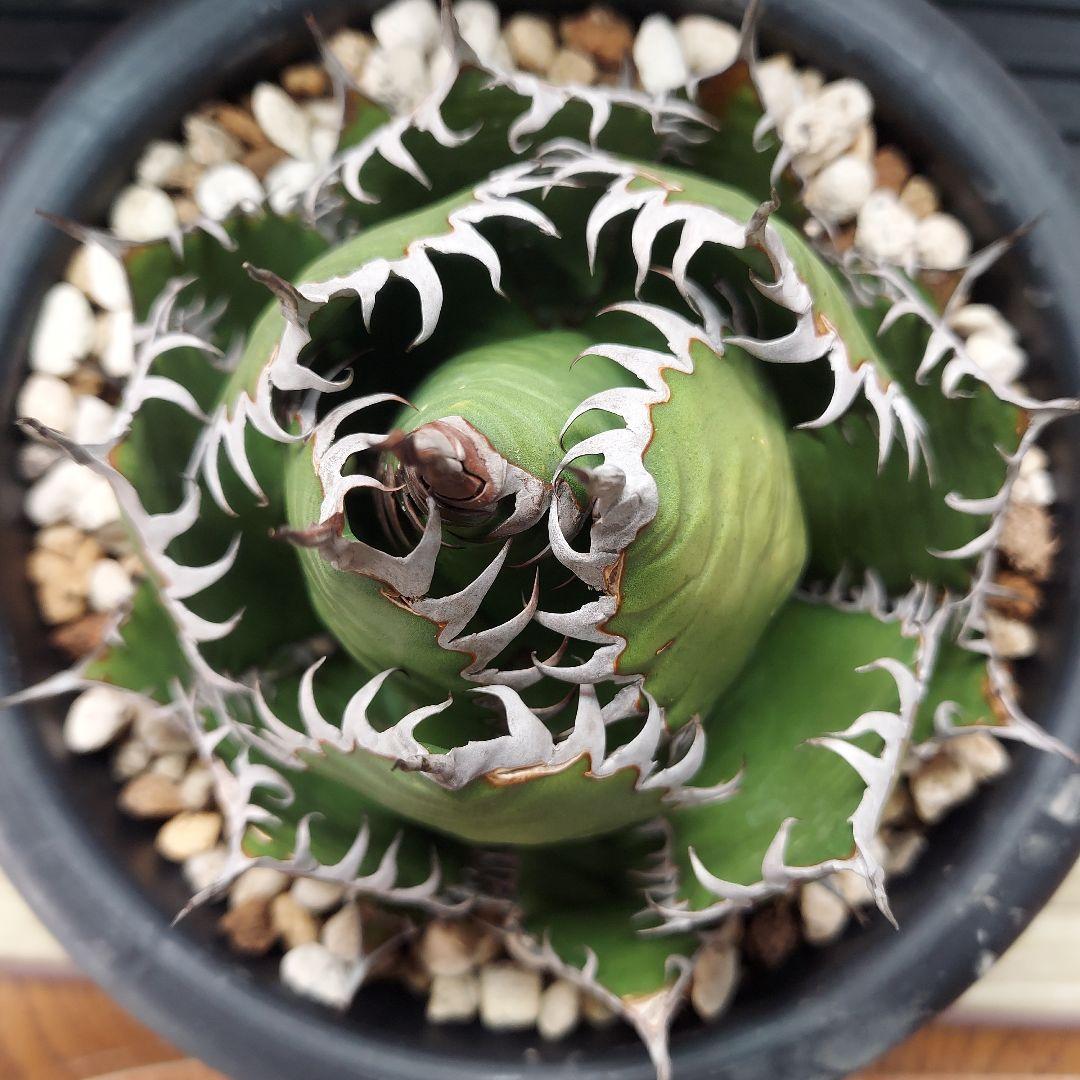 アガベ　ホリダ　陽炎　ボールタイプ　発根済み　鉢ごと発送　メルカリ便　ボタニカル