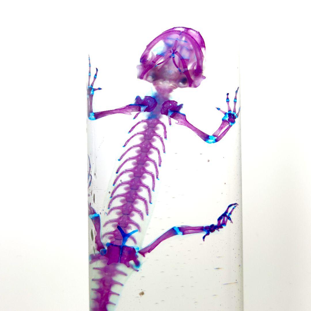 極美品【1点物】アカハライモリ① 8-9cm 50ml